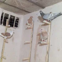 4تا کفتر پرشی