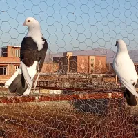 کبوتر مجلسی