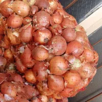 پیاز شیشه ای