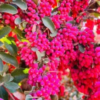 زرشک درجه یک تازه ارسالی فقط در مشهد