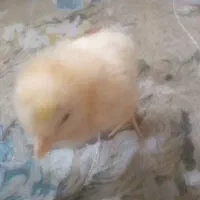 جوجه زرد|موش و خرگوش|قم, ناصردیوان|دیوار