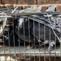 کبوتر زیبا|پرنده|کاشان, قطب راوندی|دیوار