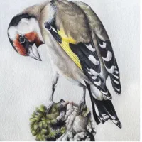 ماده قناری جفتی سهره