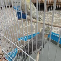 عروس هلندی مادر و بچه