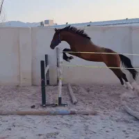 اسب ورزشی پرشی