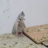 سار هفت رنگ خطی