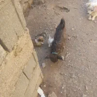 واگذاری|سگ|گلبهار, نوبهار|دیوار
