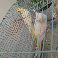 دوعددعروس هلندی گم شده ب یابنده۲ملیون پاداش میدم