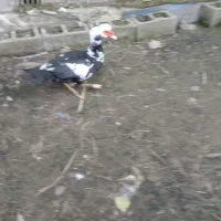 بوقلمون  و اردک اسرائیلی نر