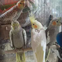 جوجه عروس هلندی