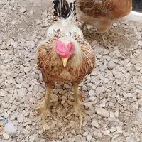 دو مرغ محلی  ویک خورس لاری|حیوانات مزرعه|برازجان, |دیوار