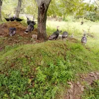 اردک اسراییلی وبوقلمون|حیوانات مزرعه|رضوانشهر, |دیوار