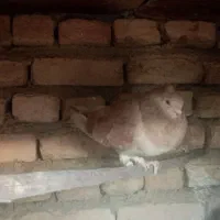 ۱۴  عدد کبوتر|پرنده|شنبه و طسوج, |دیوار