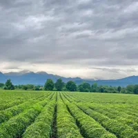 پشتیر ماکلوان ندامان مناره بازار چمن مبین بالو