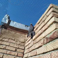 کبوتر|پرنده|ماکو, |دیوار
