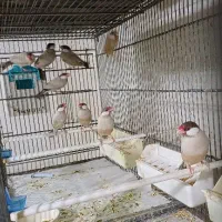 فنچ نرگسی