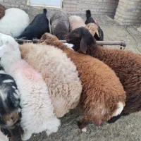 بره نر|حیوانات مزرعه|تایباد, |دیوار