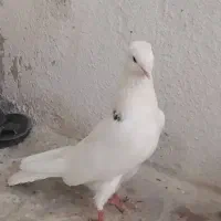 کبوتر لامل