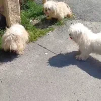 دوعدد شیتسو ماده بالغ