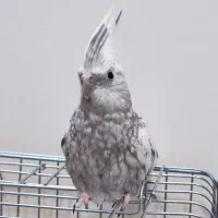 عروس هلندی ماده