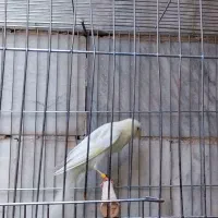 قناری رسمی بلند|پرنده|ری, دیلمان|دیوار