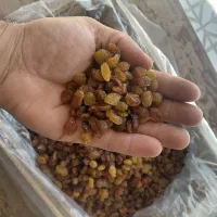 کشمش پلویی بی دانه امسالی تازه و درجه یک 500 کیلو