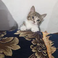 واگذاری گربه
