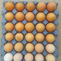 تخم مرغ محلی زرده زعفرانی ویژه قم