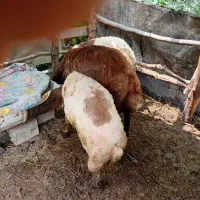 نر قوچی چاق درجه یک