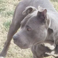 واگذاری یک قلاده سگ بیتپول|سگ|رودهن, |دیوار