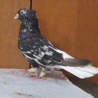 کوهی دم سفیدنرچشم نوک سفید40 سانتی کله قوچی|پرنده|اهواز, شهرک محلاتی|دیوار