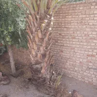 اصلاح و نظافت درخت خرما درخدمتم