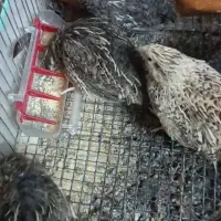 بلدرچین نروماده تخم گذار واردک بالغ زیبا