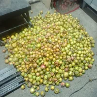 رب انار ترش و ملس درجه یک