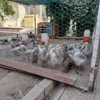 جوجه گلین طوسی|حیوانات مزرعه|اصفهان, دانشگاه اصفهان|دیوار