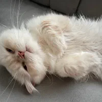 گربه|گربه|قزوین, |دیوار