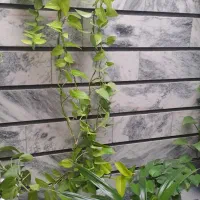 گل طبیعی|گل و گیاه طبیعی|گناباد, |دیوار