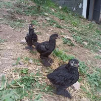 جوجه برهما بلک وارداتی