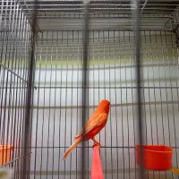 قناری ردفکتور سرخ