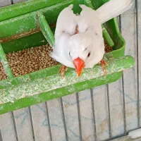 فنچ نر|پرنده|اصفهان, رکن الدوله غربی|دیوار