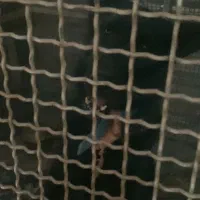 سگ نگهبان ژرمن بلاک|سگ|چهاردانگه (تهران), |دیوار