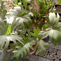 گل اپارتمانی|گل و گیاه طبیعی|پاکدشت, پاکدشت (مامازند)|دیوار