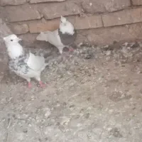 گالیکش خیابان شهید چمران ۱۲
