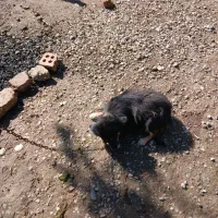 سگ اسپیتز|سگ|علی‌آباد کتول, |دیوار