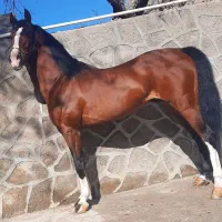 اسب عرب یکسر پرخون ۷سالشه