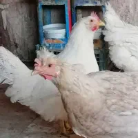 مرغ محلی سفید|حیوانات مزرعه|سبزوار, جوادیه شرقی|دیوار