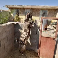 بز پاکستانی