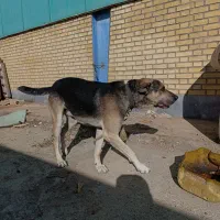 فروش سگ نگهبان|سگ|فرمهین, |دیوار