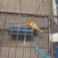 قناری عروس گلبسر|پرنده|تاکستان, |دیوار