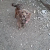 سگ پاکوتاه ماده|سگ|صادق آباد, |دیوار